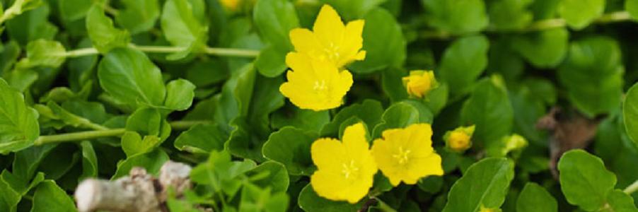 ����Ή��őI�΂��A���ɂ��ďڂ������J�ɉ������T�C�g�w����Ή��ɂ͂ǂ̐A���H�x