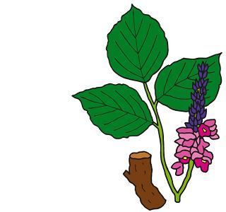 屋上緑化で選ばれる植物について詳しく丁寧に解説するサイト『屋上緑化にはどの植物?』